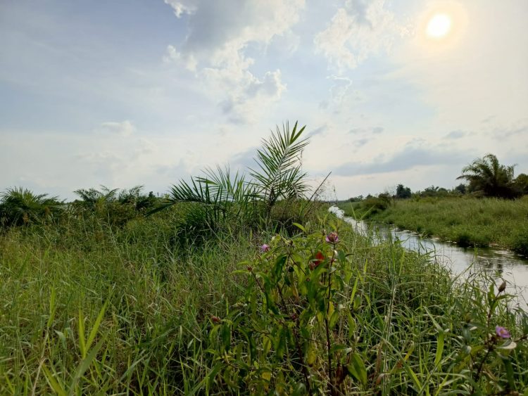 1.262 Hektar Hutan Rakyat Asahan Berubah Jadi Sawit
