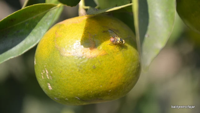 Sebanyak 87,1 Persen Lahan Jeruk di Karo Terkena Hama Lalat Buah, Produksi Turun Hingga 50 Persen