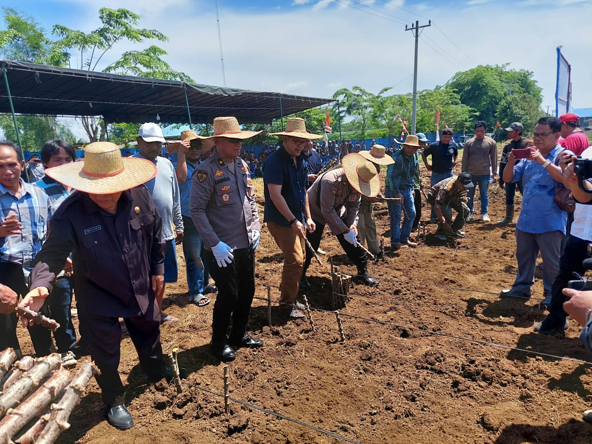 FKMPLM Tanjung Morawa Bersama Anggota DPRD Sumut Tanam Jagung dan Ubi