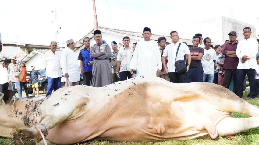 12 Sapi Kurban dari Bupati Syah Afandin, Wujud Nyata Kepedulian untuk Warga Langkat