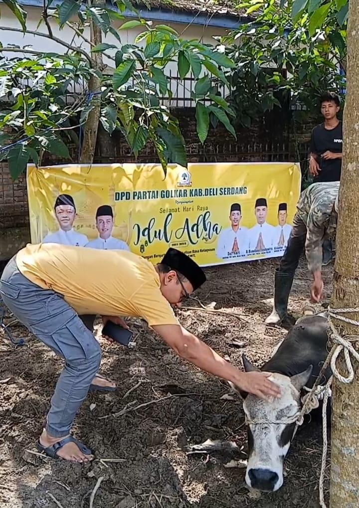 DPD Partai Golkar Deli Serdang Sembelih 2 Ekor Sapi dan 5 Kambing Saat Idul Adha