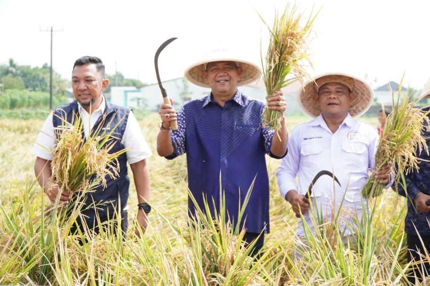 Syah Afandin Gerak Cepat Dukung Ketahanan Pangan Presiden Lewat Panen Padi Organik