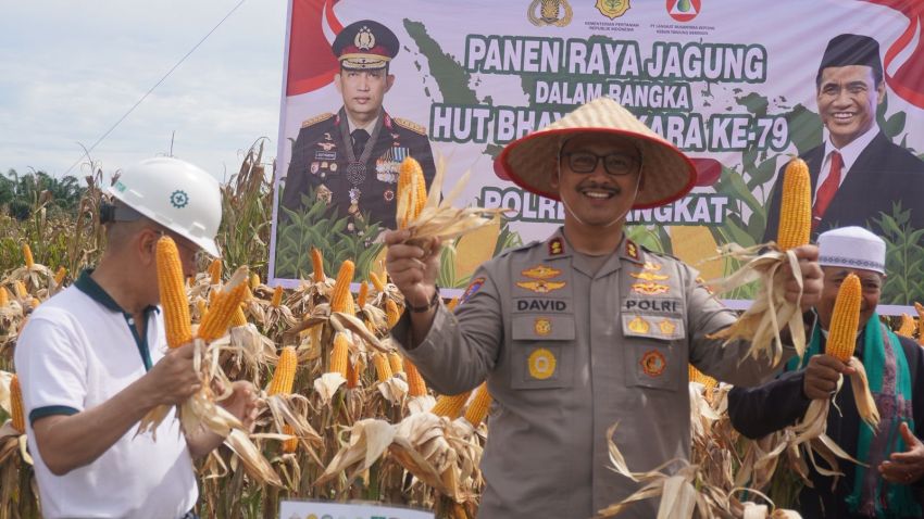 Polres Langkat Gelar Panen Raya Jagung Dukung Ketahanan Pangan Nasional
