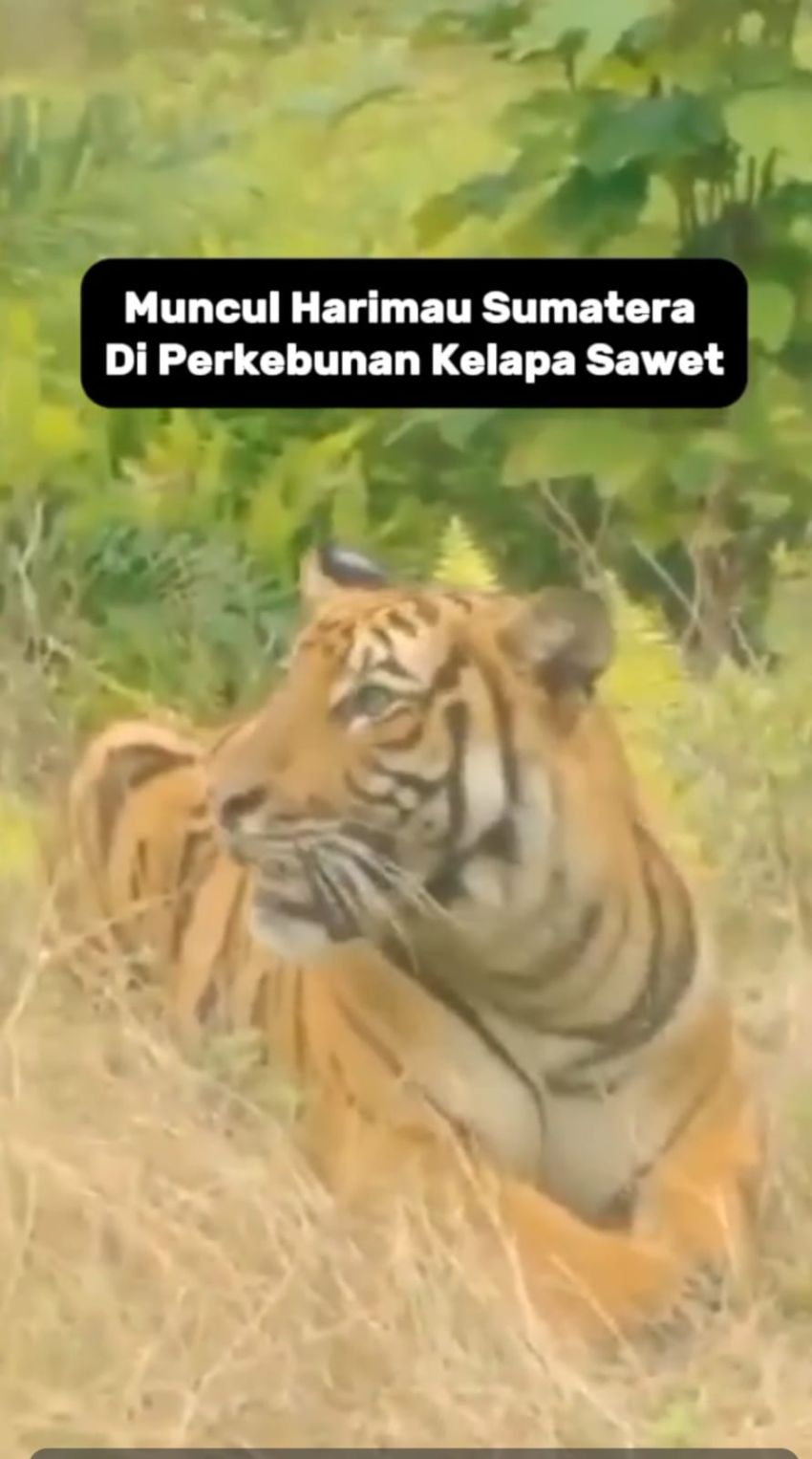 Heboh! Harimau Besar Muncul di Perkebunan PT di Indragiri Hilir Riau: "Omakjang, Atoknya Keluar!"