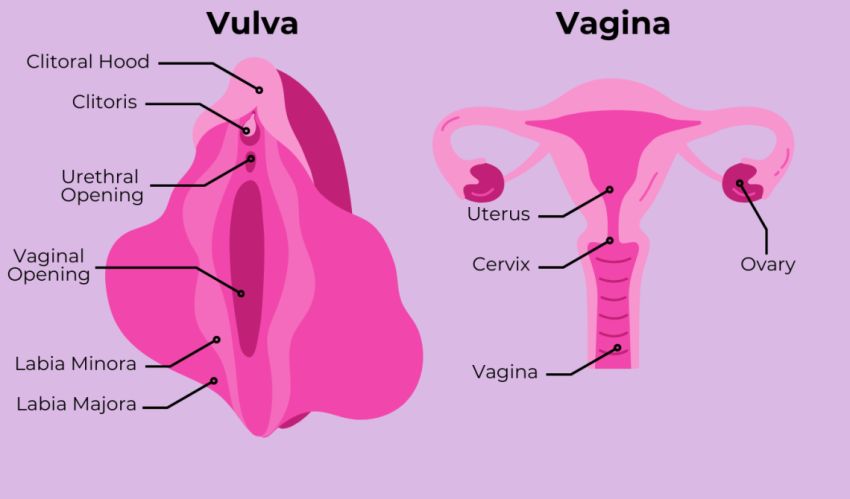 Mengenal Labia, Bagian Penting dari Organ Reproduksi Perempuan yang Masih Sering Disalahpahami