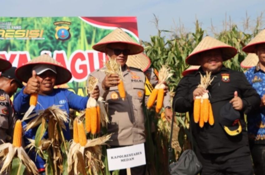 Kapolrestabes Medan dan Kapolsek Medan Area Panen Raya Jagung 2025