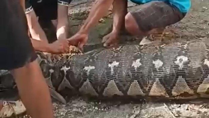 Sempat Hilang, Ternyata Petani Lansia Tewas Ditelan Ular Piton