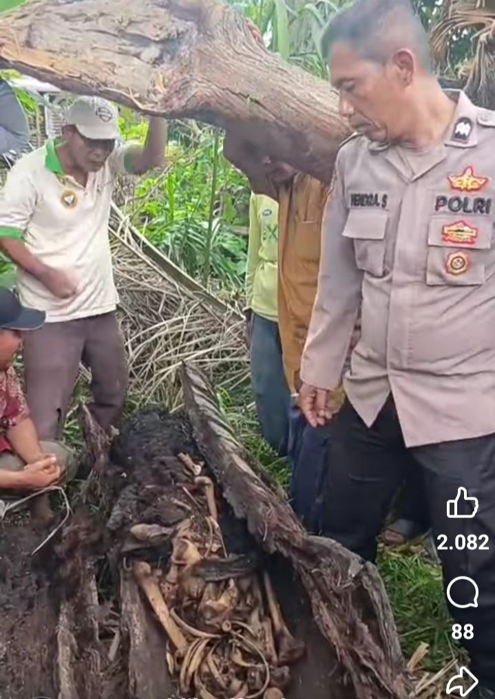 Geger! Kerangka Manusia Ditemukan di Dalam Pohon Aren