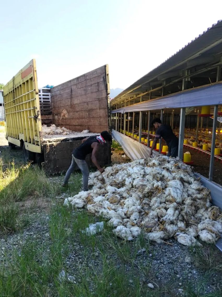 3 Hari Listrik Mati! Peternak Ayam di Aceh Merugi Miliaran Rupiah, PLN Janji Beri Kompensasi