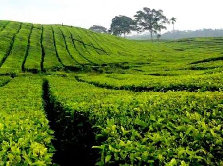 Permainan Bahasa Politik di Balik Hilangnya Aroma Teh Sidamanik