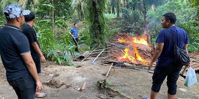 Menyamar Jadi Tukang Becak, Polisi Bongkar Sarang Narkoba di Perkebunan Sawit Pancurbatu
