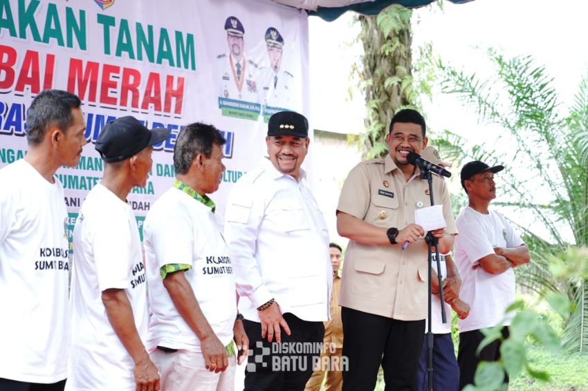 Penguatan Ketahanan Pangan Daerah, Bupati Batu Bara dan Gubsu Laksanakan Gerakan Tanam Cabai Bersama