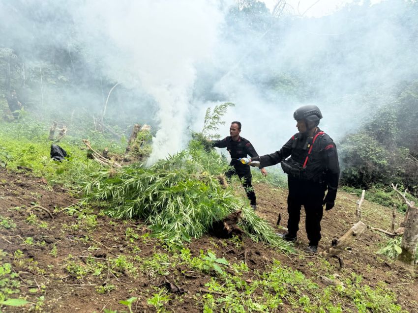 Satuan Brimob Polda Sumut Musnahkan 10 Hektar Ladang Ganja di Perbukitan Mandailing Natal