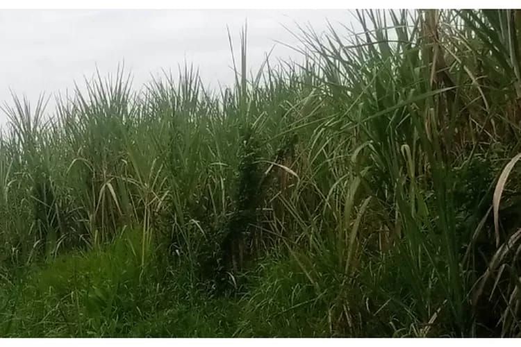 Tebu Tak Terawat, GM Bungkam, Manager Kebun Cuek, Klaster Head Diminta Turun Tangan