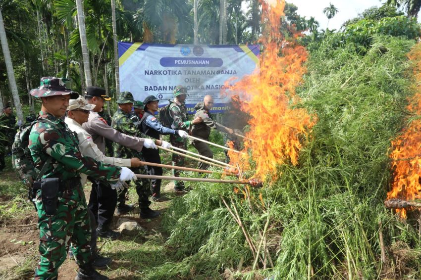 BNN Musnahkan Enam Titik Ladang Ganja di Aceh Utara