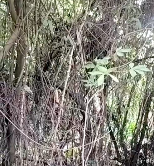 Geger! Warga Jalan Mesjid Temukan Mayat Membusuk di Lapangan Kosong