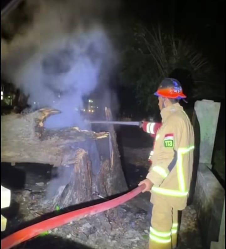 Diduga Dibakar, Pohon Besar Tumbang dan Tutupi Jalan