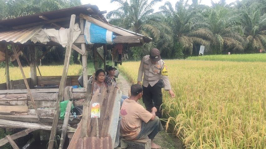 Bhabinkamtibmas Pekan Besitang Patroli dan Pantau Perkembangan Tanaman Padi
