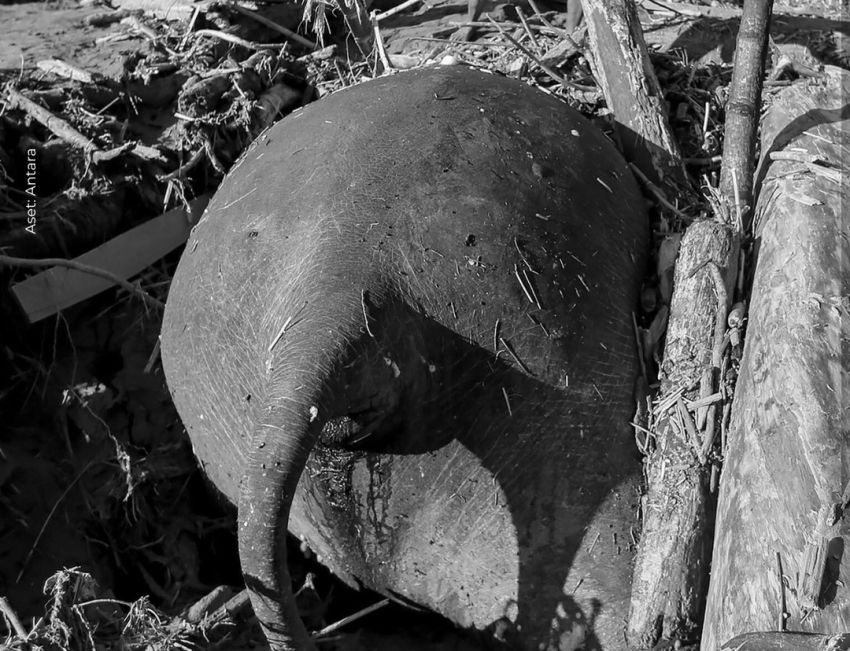 Astaga! Gajah Sumatera Ditemukan Mati Terjepit Material Banjir Bandang di Aceh