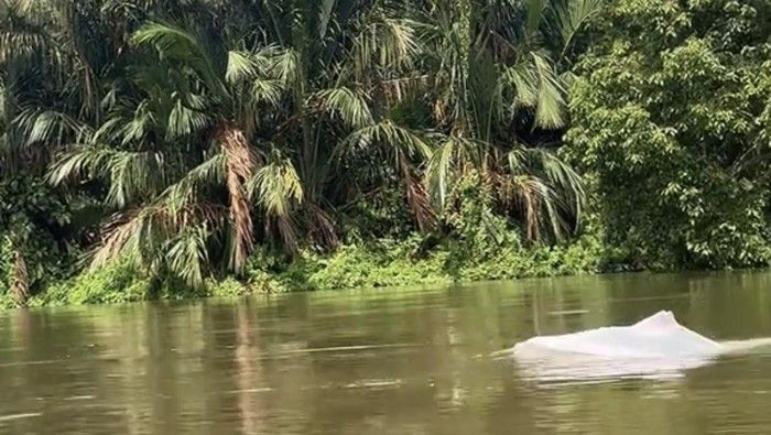 Viral! Lumba-lumba Putih Muncul di Perairan Asahan