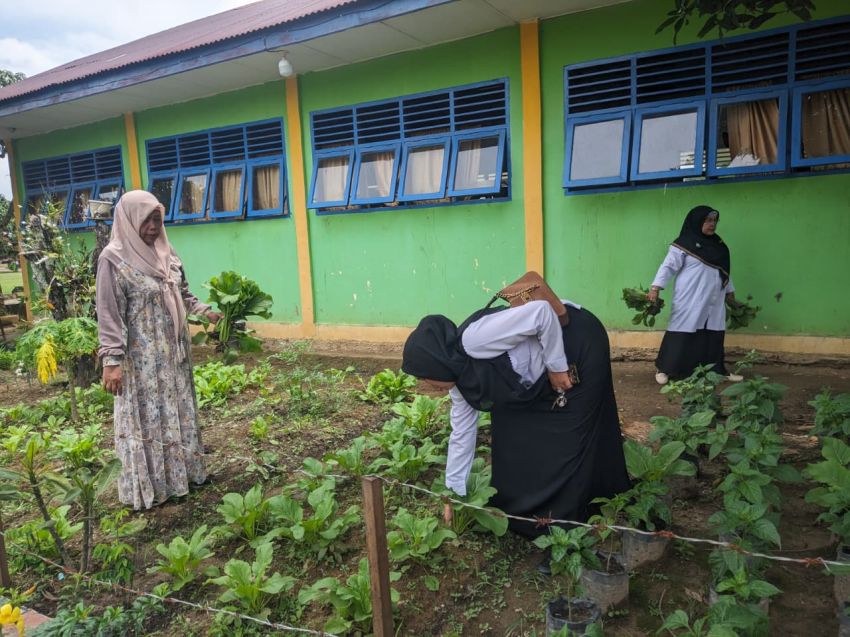 MTsN 1 Palas SPanen Sawi Hijau Hasil Program Ekoteologi