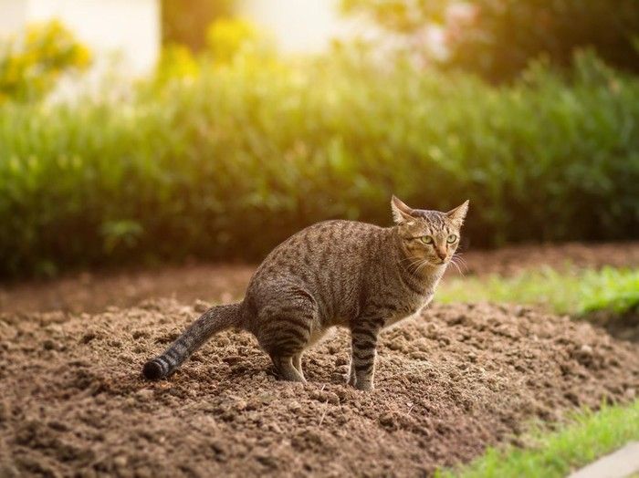 Viral ! Sekali Tendang Kucing Mati Dibuatnya
