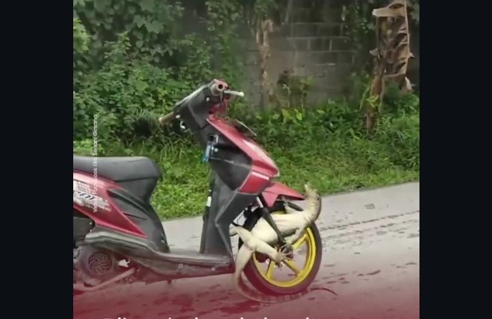Viral! Biawak Terjepit di Sok Breker dan Roda Depan Sepeda Motor Emak-emak di Binjai