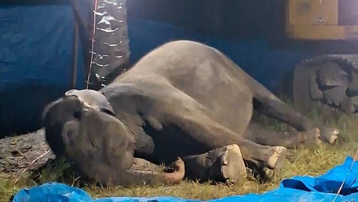 Duh! Gajah Sumatera Bernama Ratna di Lembaga Konservasi Sergai Mati