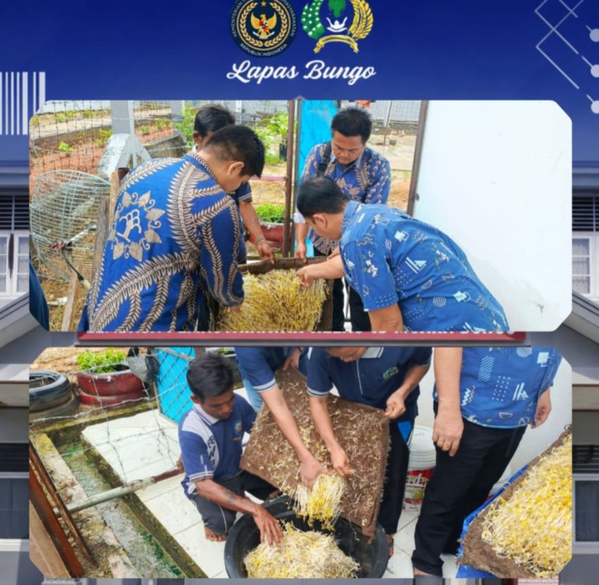 Warga Binaan Lapas Muara Bungo Gelar Panen Toge dan Tebar Bibit Ikan Patin