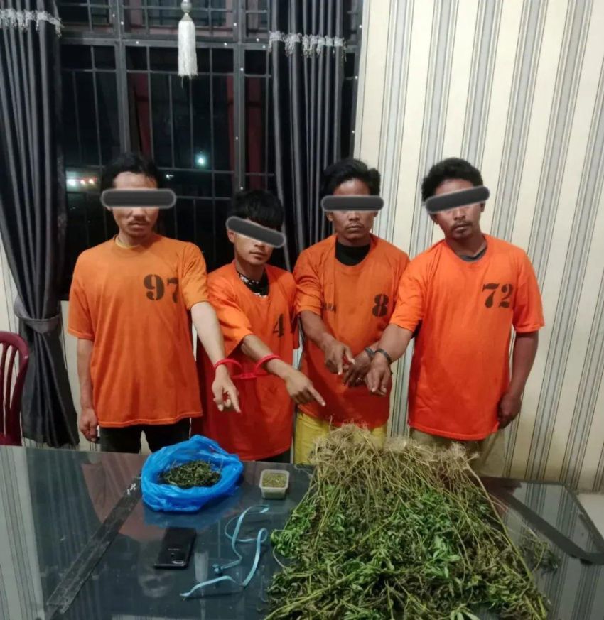 75 Batang Ganja Ditemukan di Peladangan, 4 Pria Diciduk
