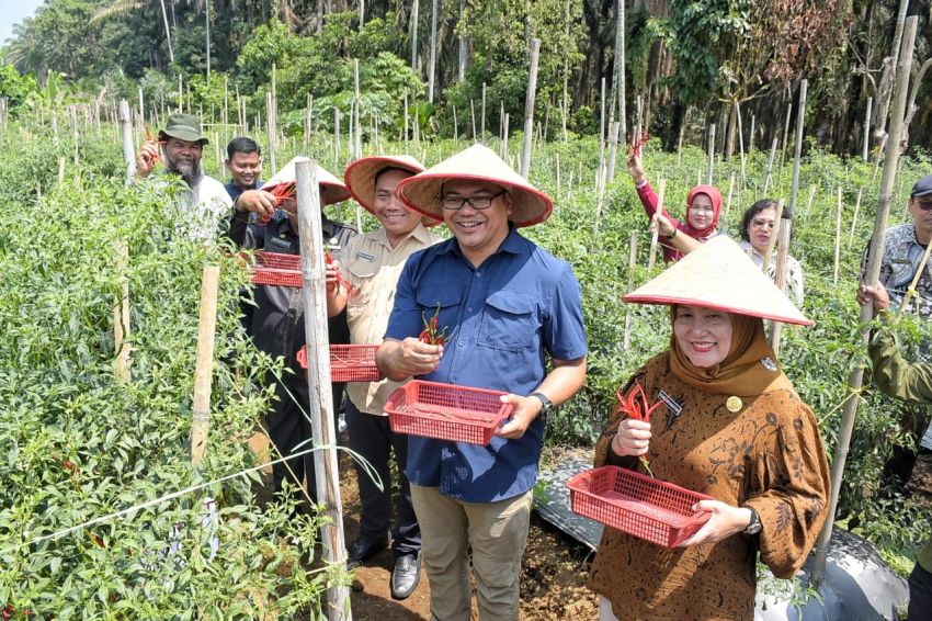 Berjemur di Kutalimbaru, Bupati Borong Cabai Petani