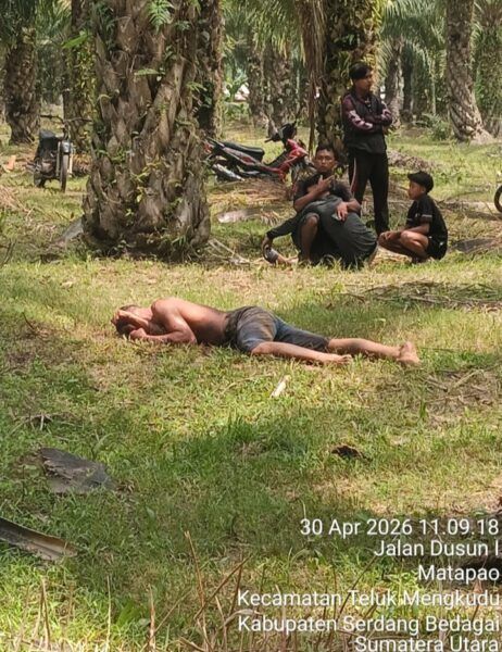 Geger! Pencari Rumput Ditemukan Tewas Bersimbah Darah di Kebun Sawit