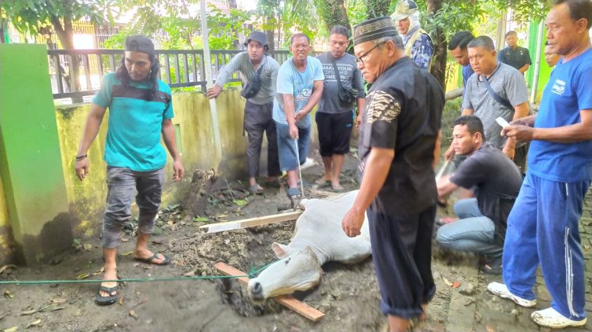 Hari Raya Idul Adha, Camat Medan Baru Kurban 7 Ekor Hewan