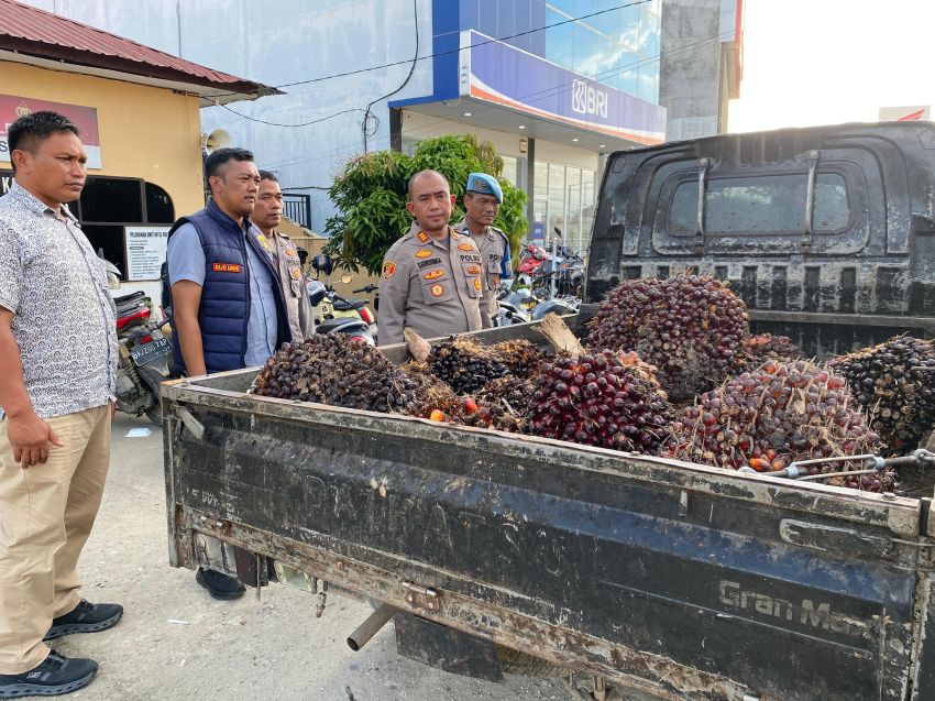 Sindikat Pencuri Sawit Disikat, 3 Pelaku dan Mobil Pick-Up Diringkus, Penadah Dikejar