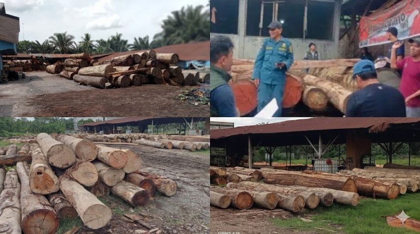 Skandal Pembalakan Liar, Kapolres Labuhanbatu Bungkam, Tim Gabungan Sita 1.677 Kayu Ilegal Asal Labura di Asahan