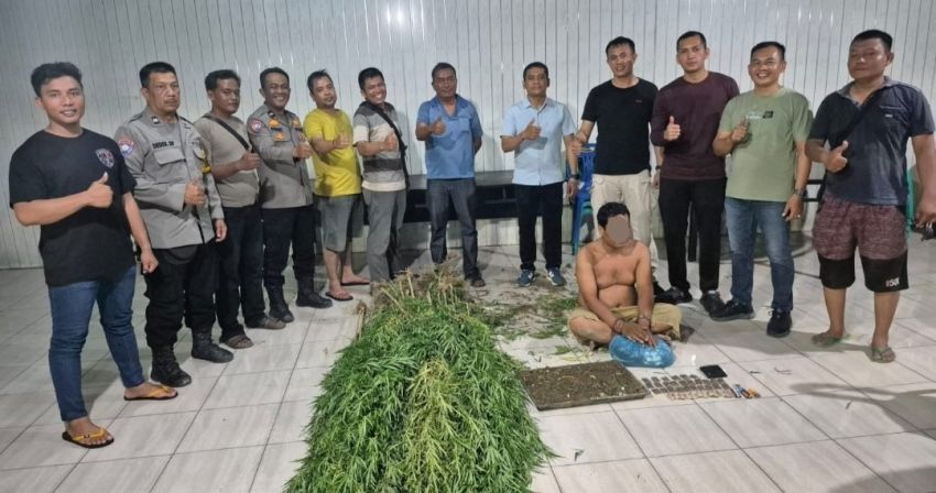 Pria di Tanjung Morawa  Jual dan  Tanam 40 Batang Pohon Ganja Setinggi 2 Meter.. Ya Kena Ciduk!
