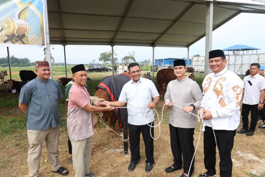 Sapi Simentel Kurban Kapolda Sumut Berbobot 1 Ton