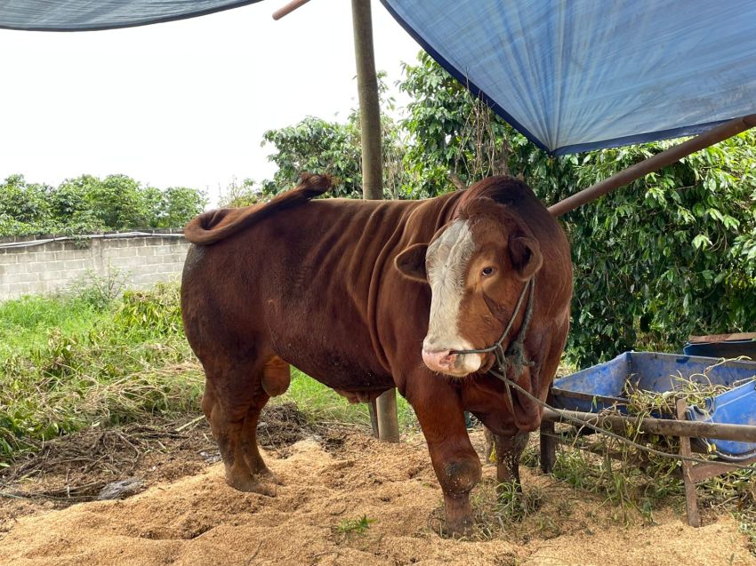 Ini  " Sambo" Sapi Qurban Presiden Untuk Warga Karo Bobot 1 Ton