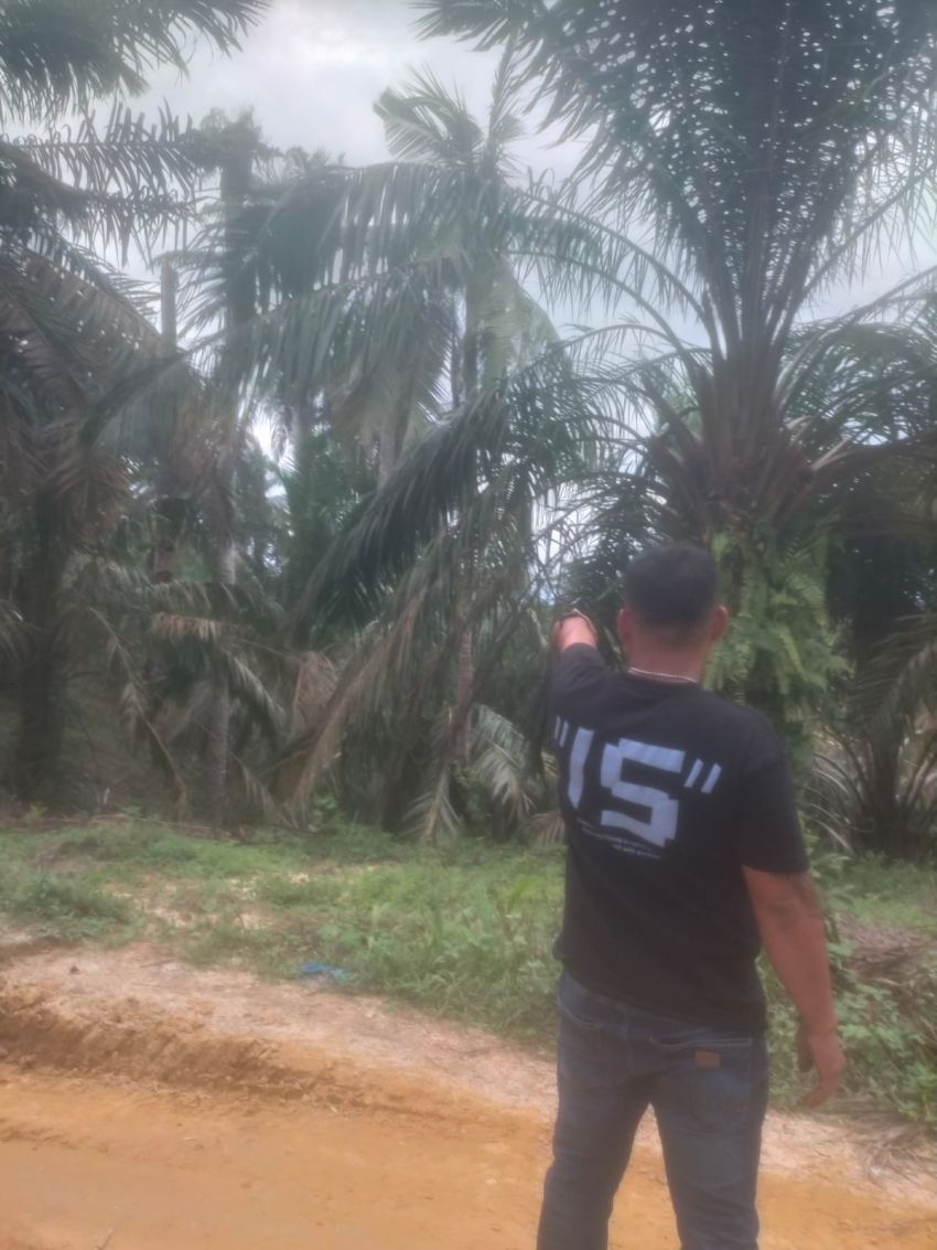 Marak! Pencurian Sawit di Lahan Milik RGO, Kinerja Kepala Desa Besilam Bukit Lembasa Dipertanyakan