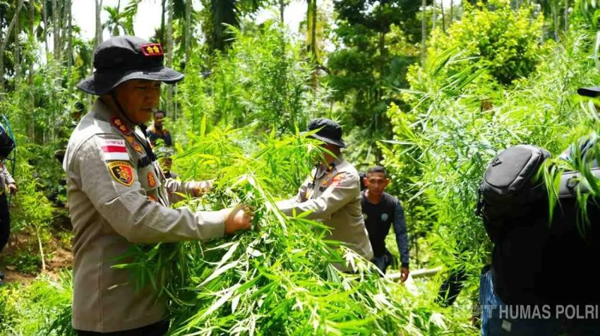 Polisi Musnahkan Ladang Ganja 2 Hektar, 2 Pelaku Diburu Petugas