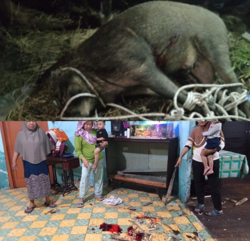 Duh! Babi Hutan Masuk Rumah dan Serang Warga di Sergai, 1 Orang Terluka