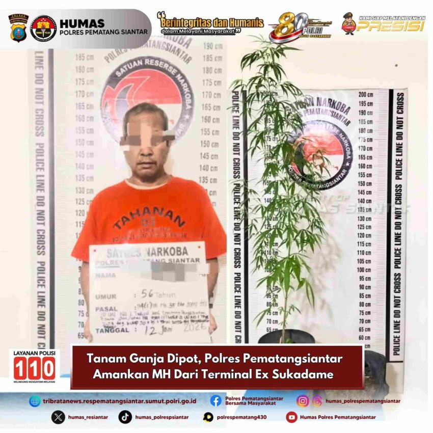 Polres Pematangsiantar Ciduk MH dari Terminal Ex Sukadame, Tanam Ganja di Pot