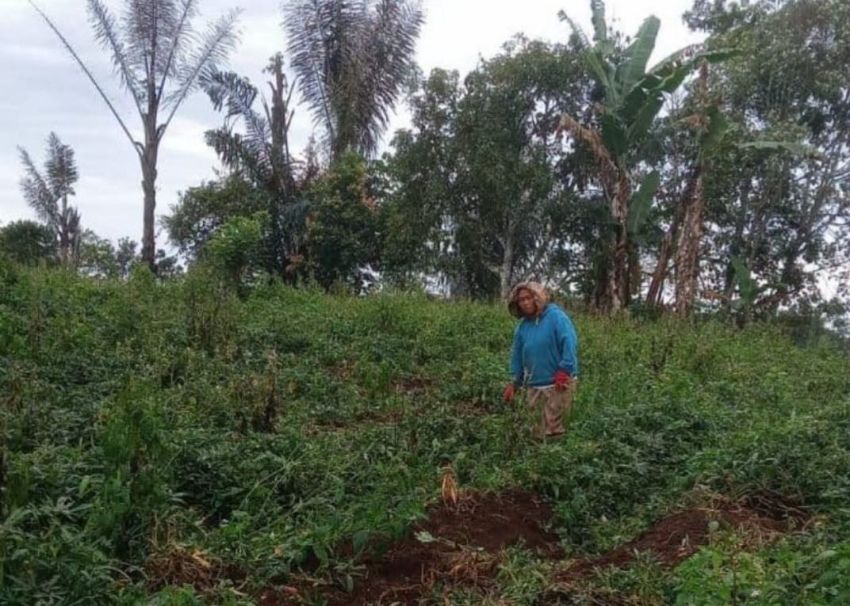 Sadis... Ubi Hampir 1 Ton Raib Dibawa Pencuri, Sang Petani 'Gigit Jari'