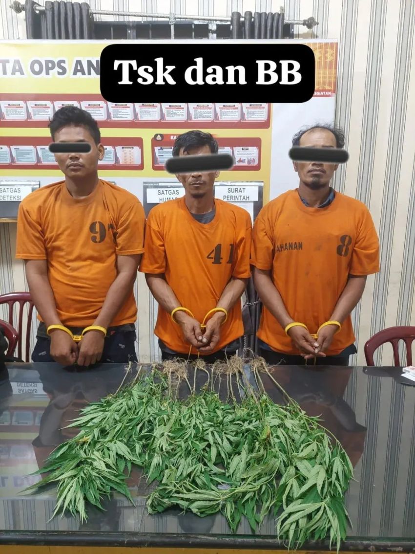 Tanaman Ganja Ditemukan di Perladangan Juhar, Tiga Warga Diamankan
