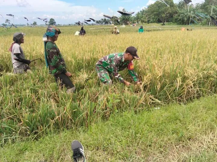 Babinsa Koramil 06/Perdagangan Gotong Royong Panen Padi Bersama Petani