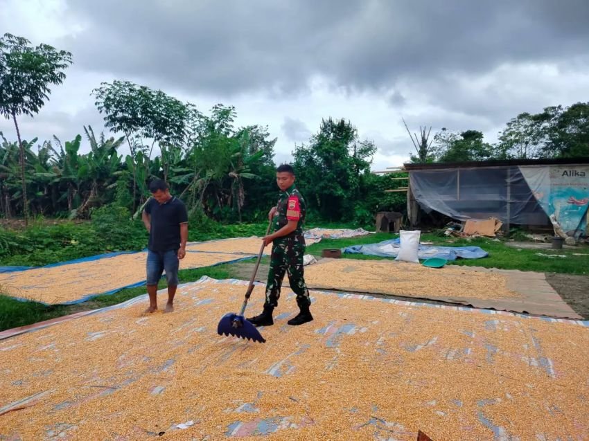 Tak Cuma Komsos, Babinsa Koramil 14/Raya Ikut Jemur Jagung Bersama Warga Binaan