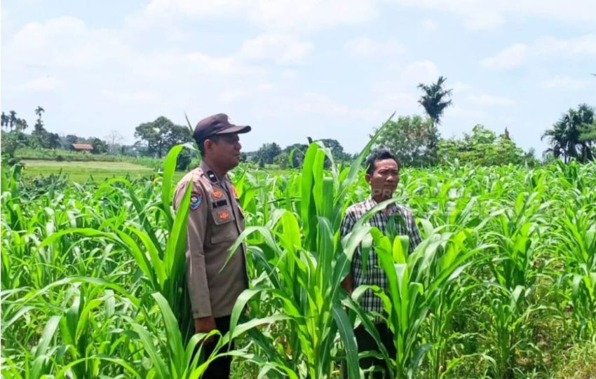 Dukung Ketapang, Bhabinkamtibmas Polsek Siantar Utara Cek Lahan Petani Binaan