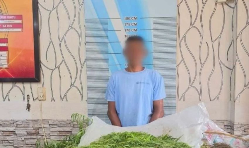 Nekat Tanam Ganja, Seorang Petani Terpaksa Berurusan dengan Polisi