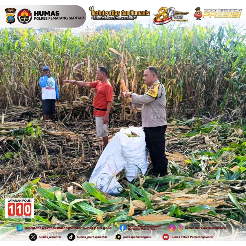 Polsek Siantar Marihat Monitoring Panen Jagung Petani Binaan di Jalan Bahkora II, Dukung Bhabinkamtibmas