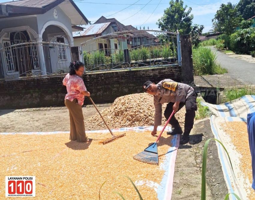 Bhabinkamtibmas Polsek Siantar Marihat Monitoring Petani Binaan Jemur Hasil Panen Jagung